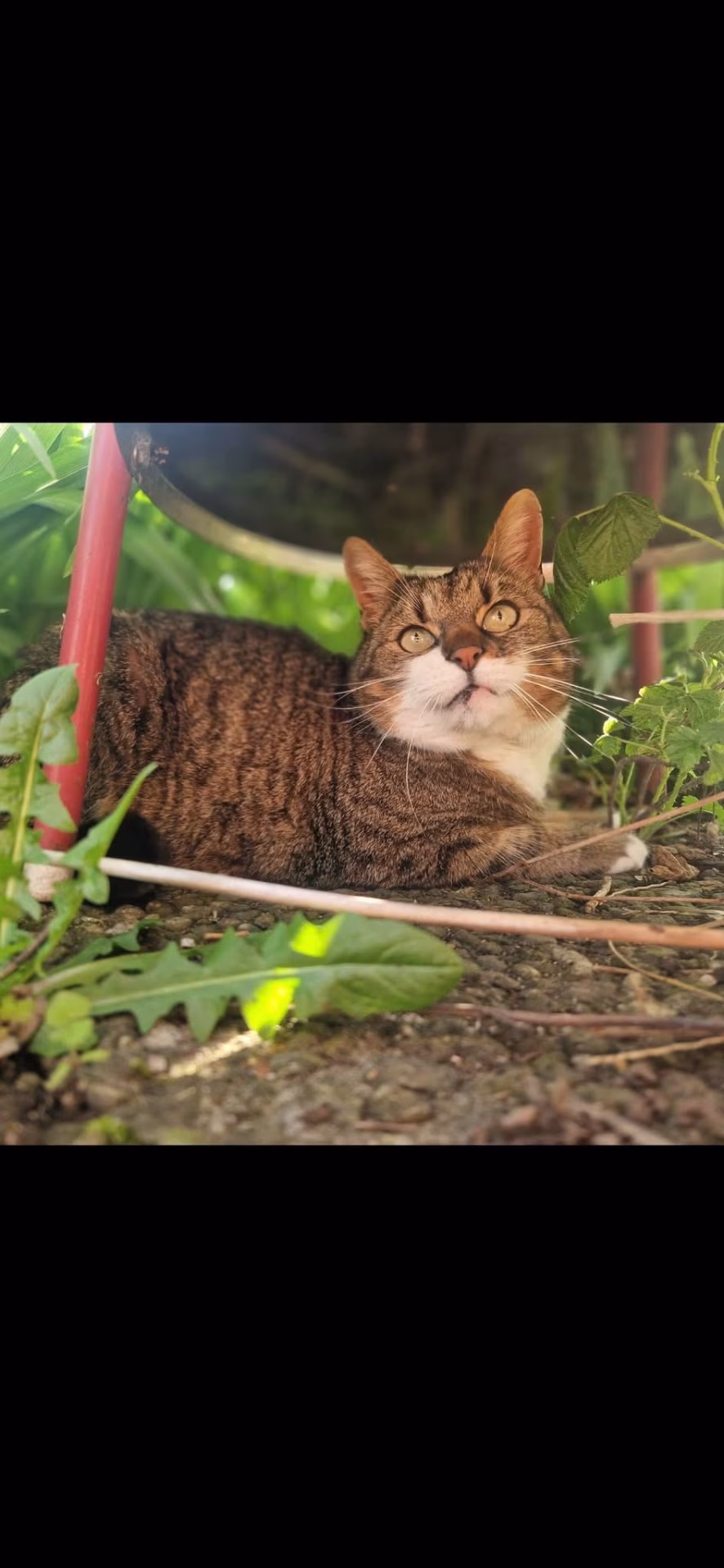 Katze